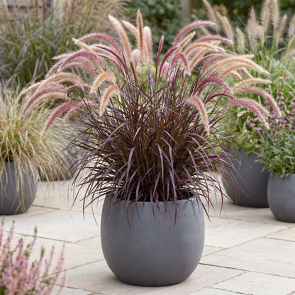 Rubrum Purple Fountain Grass