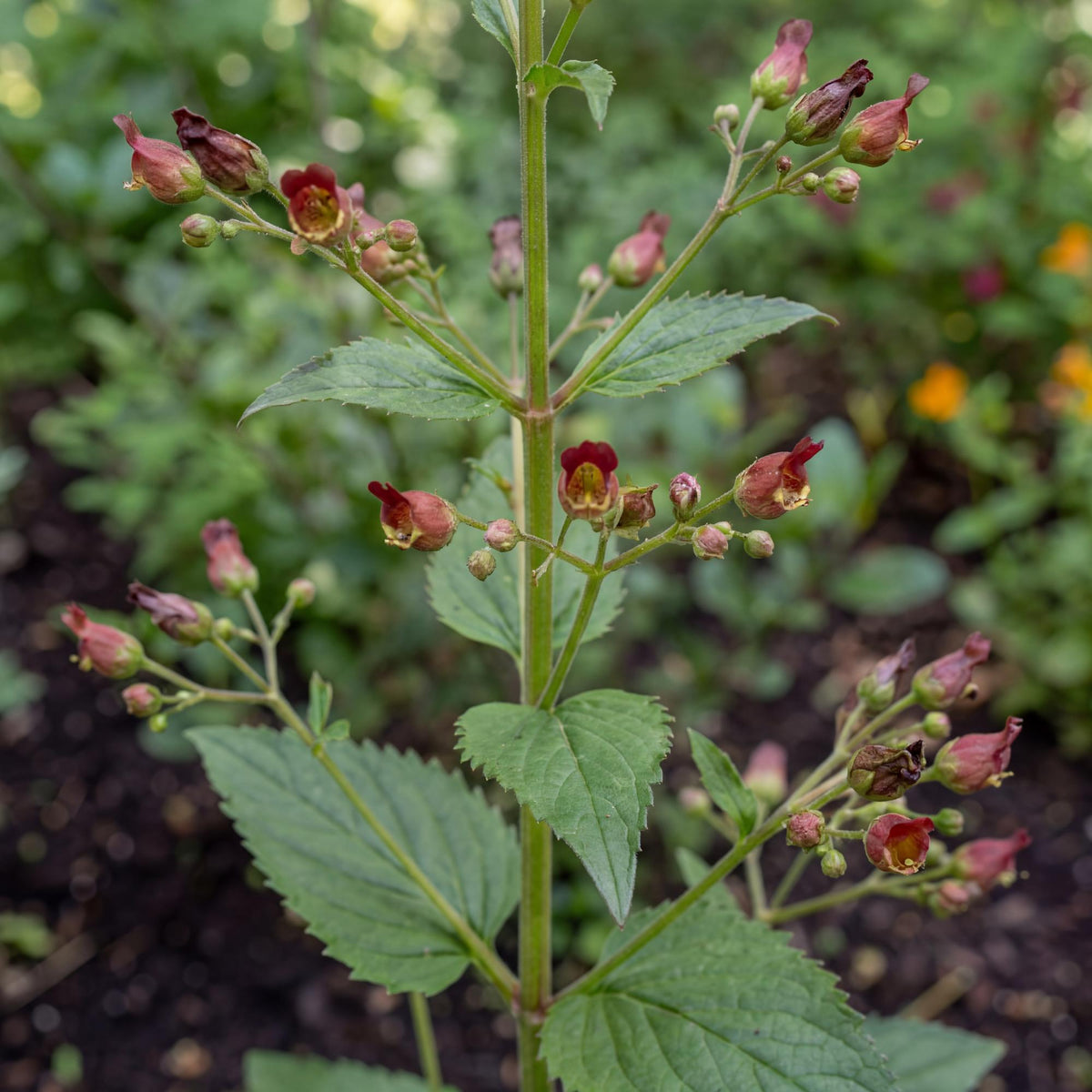 California Figwort reaches 4 to 6 feet tall in a clump roughly 18 to 24 inches wide.