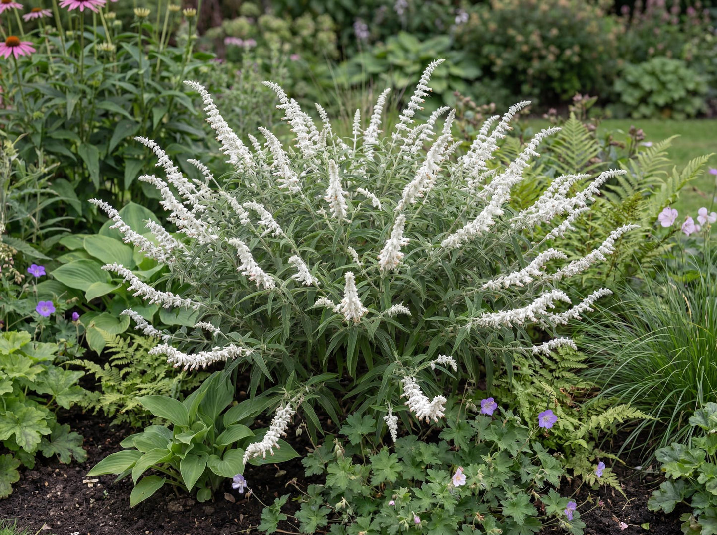 White Mischief Mexican Bush Sage