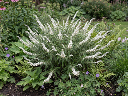 White Mischief Mexican Bush Sage