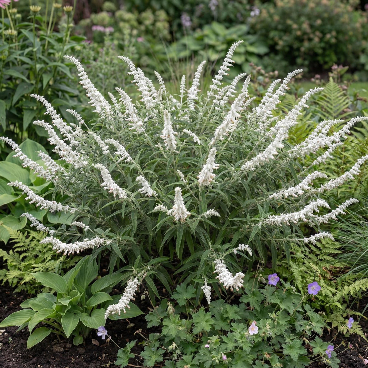 White Mischief Mexican Bush Sage