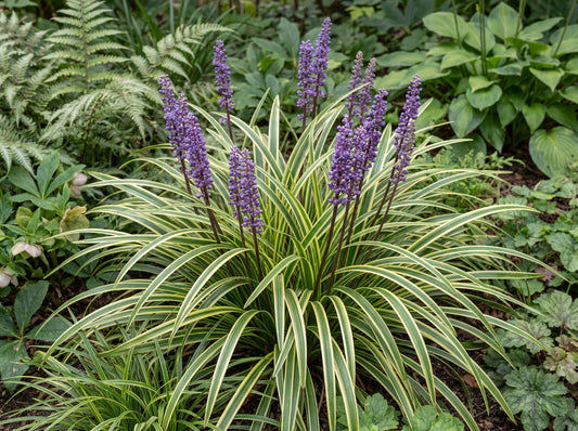 Variegata Lilyturf