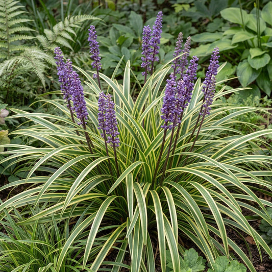 Variegata Lilyturf in a 4-inch pot, grassy clumps of cream-edged green leaves that bloom soft purple