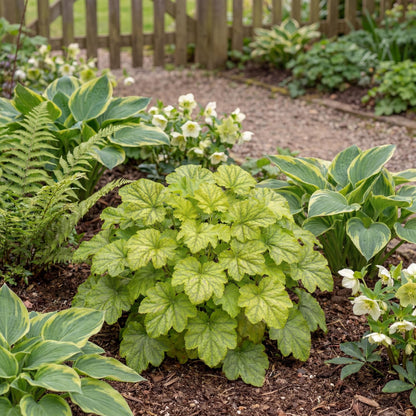 Kira Green Tea Heuchera