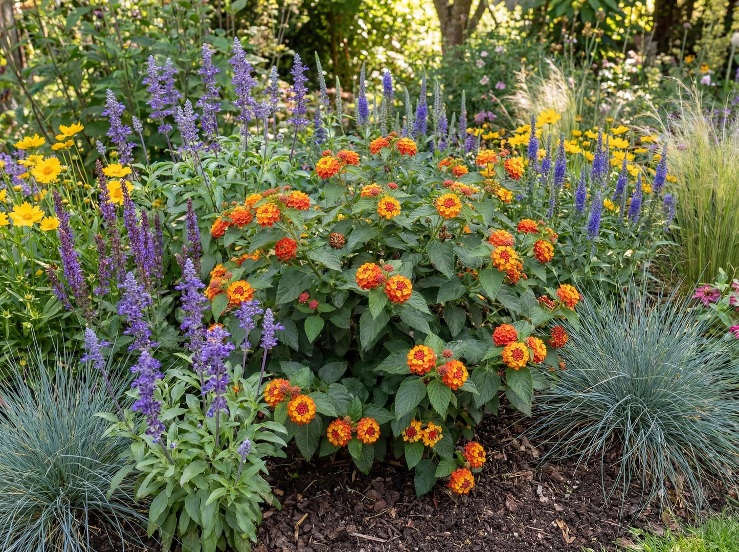 Radiation Lantana