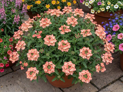 Peach Empress Flair Verbena