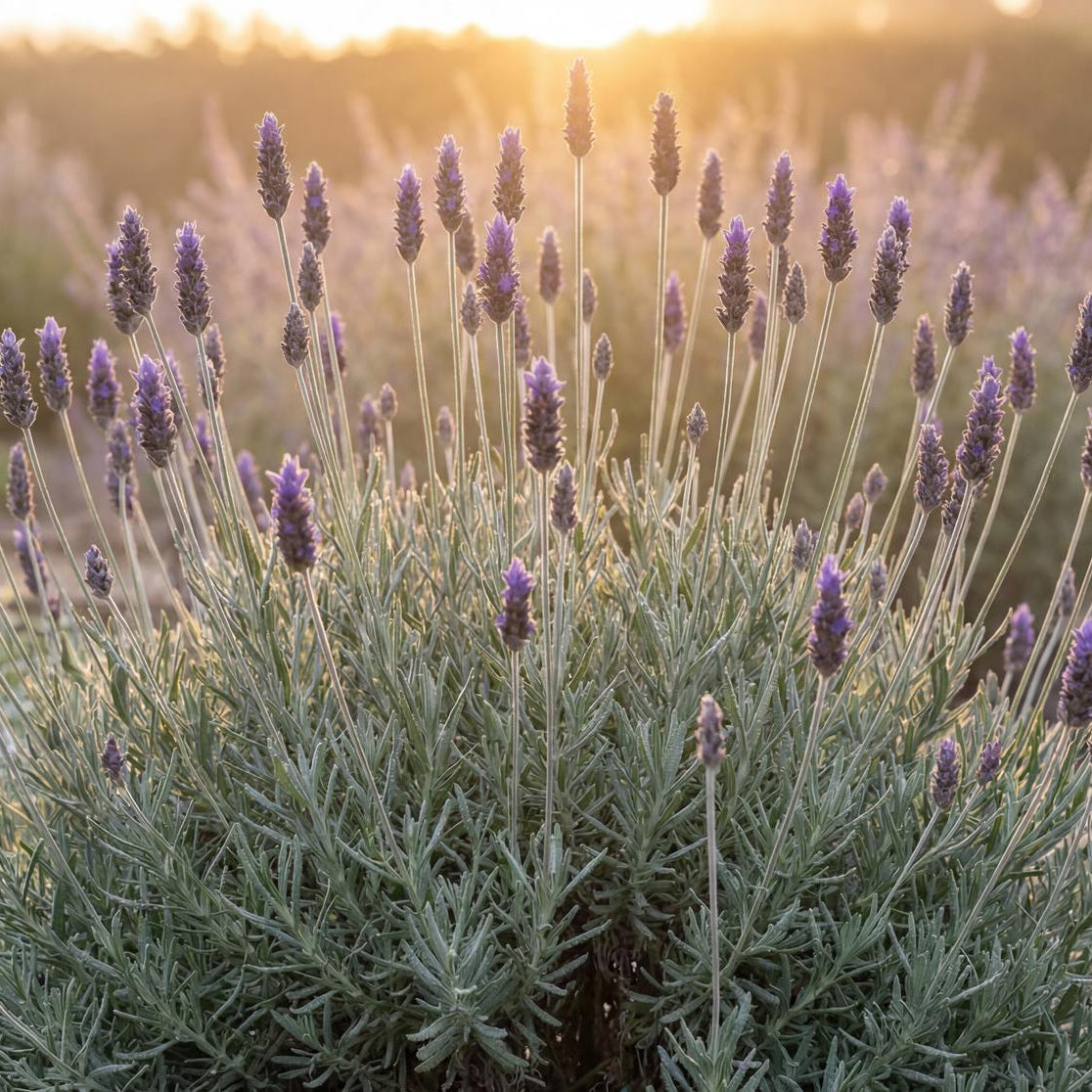 Purple Floral Grey Lavender