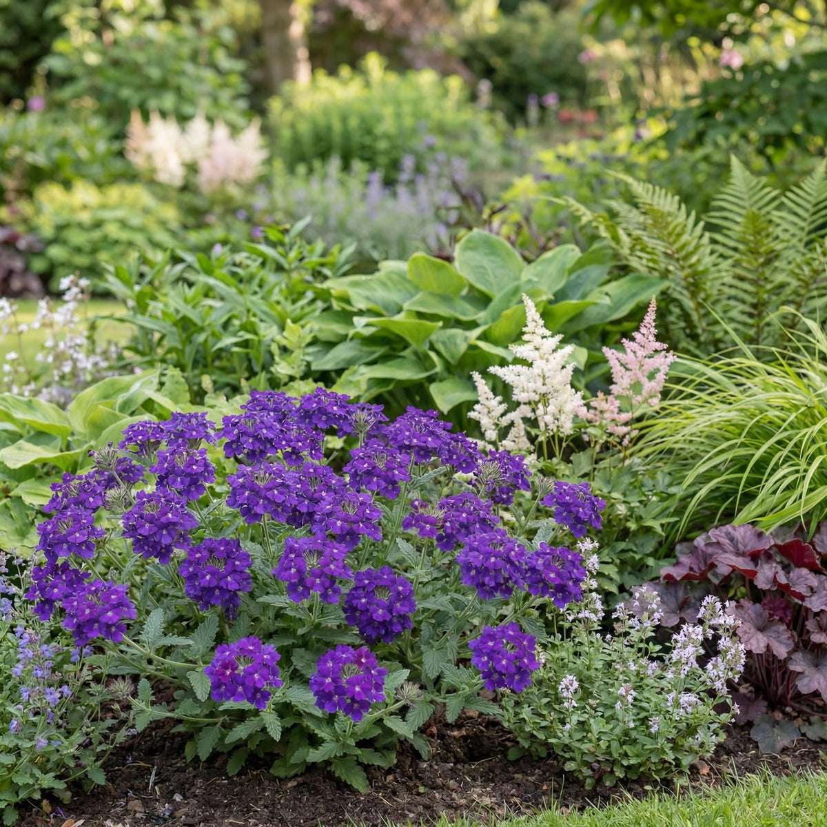 Empress Flair Violet Blue Verbena