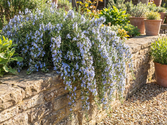 Irene Trailing Rosemary
