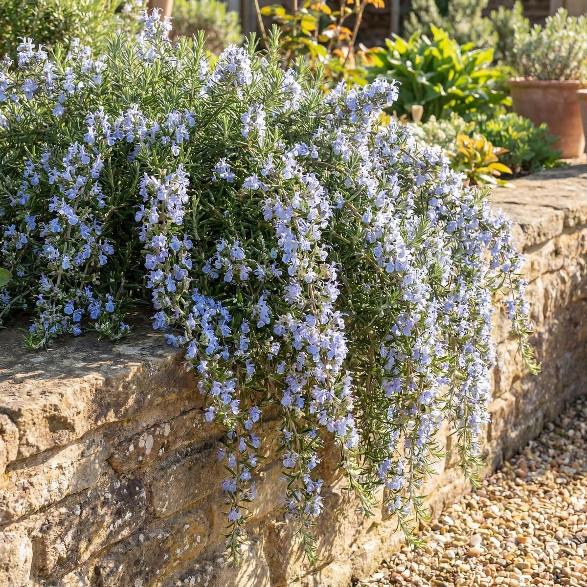 Irene Trailing Rosemary
