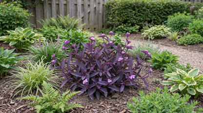 Purple Heart Tradescantia