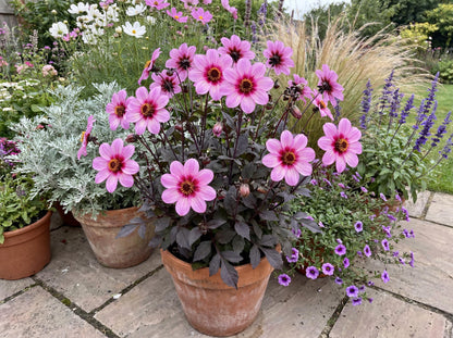 Mystic Dreamer Dahlia