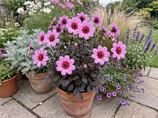 Mystic Dreamer Dahlia