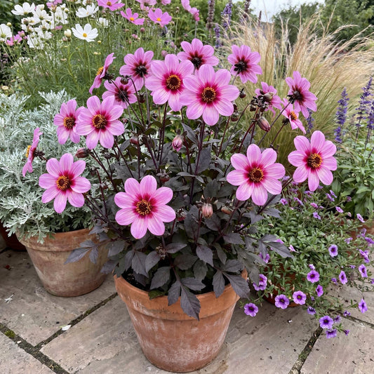 Mystic Dreamer Dahlia