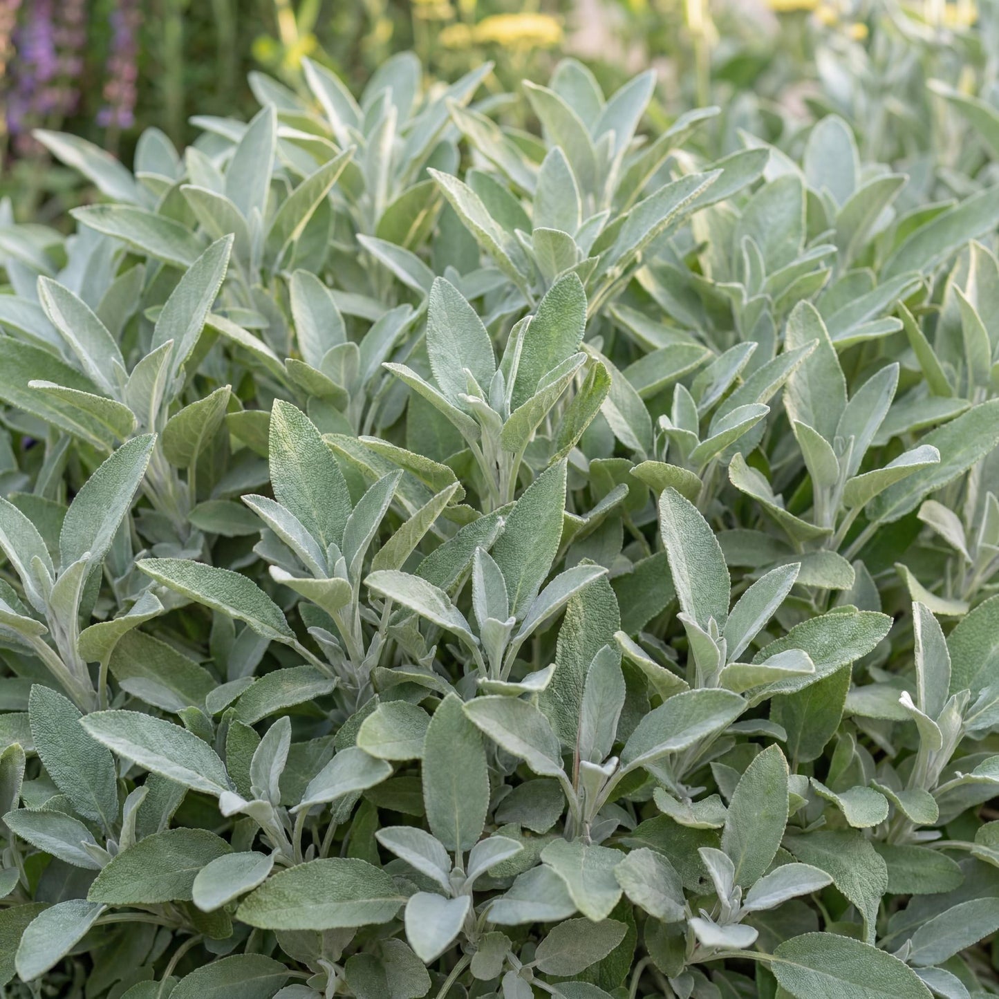 Berggarten Sage