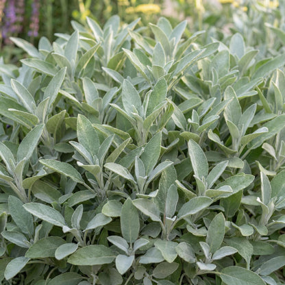 Berggarten Sage
