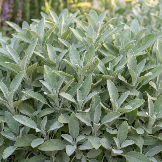 Berggarten Sage
