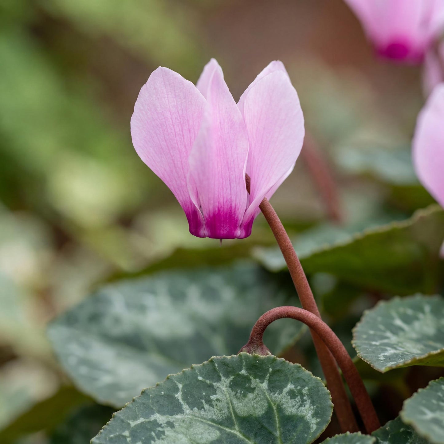 Light Pink Eye Metis Cyclamen