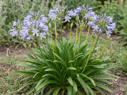 Peter Pan Lily of the Nile