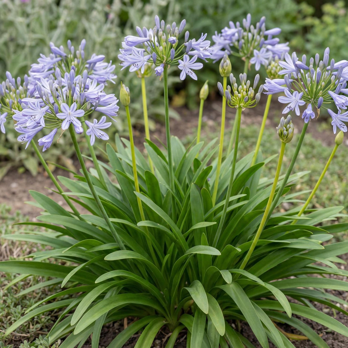 Peter Pan Lily of the Nile