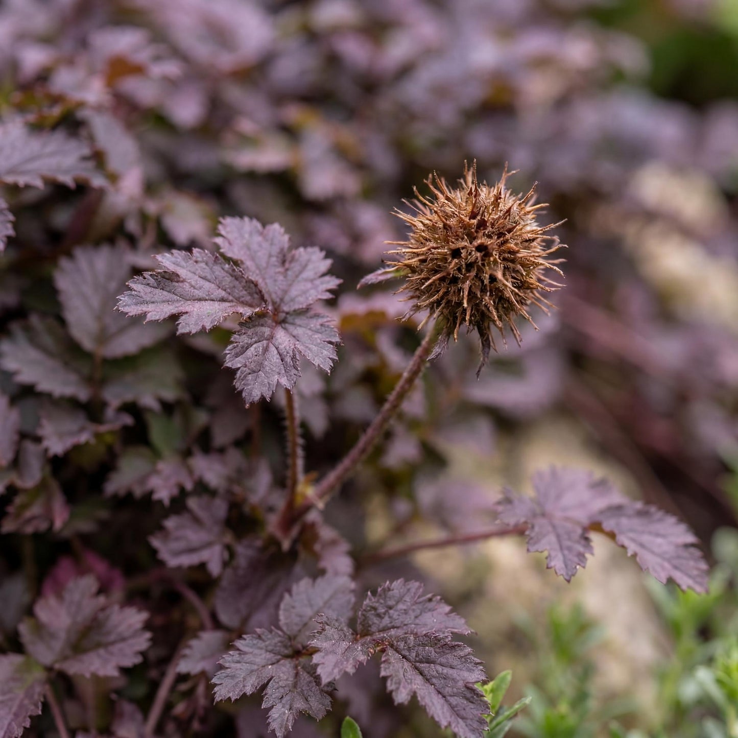 Purpurea New Zealand Burr