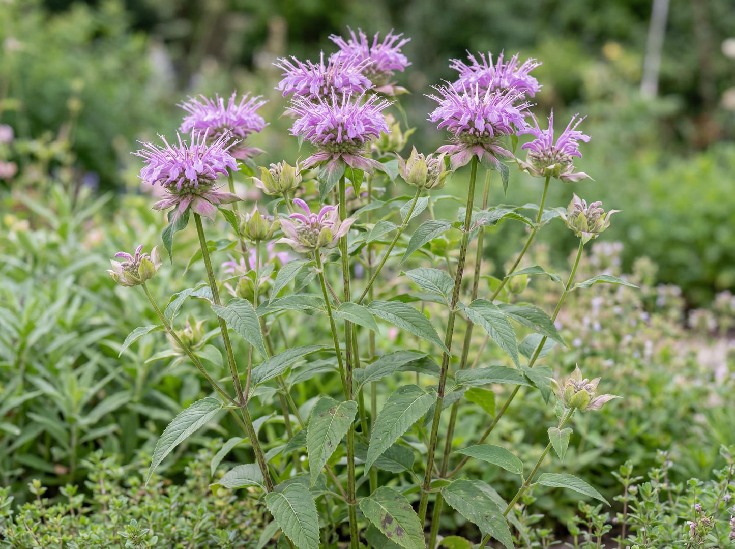 Wild Bergamot