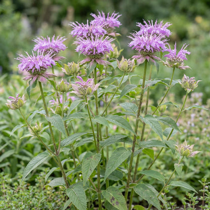 Wild Bergamot