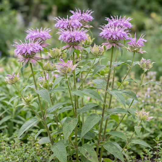 Wild Bergamot