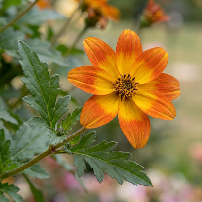 Bidy Boom Wildfire Bidens