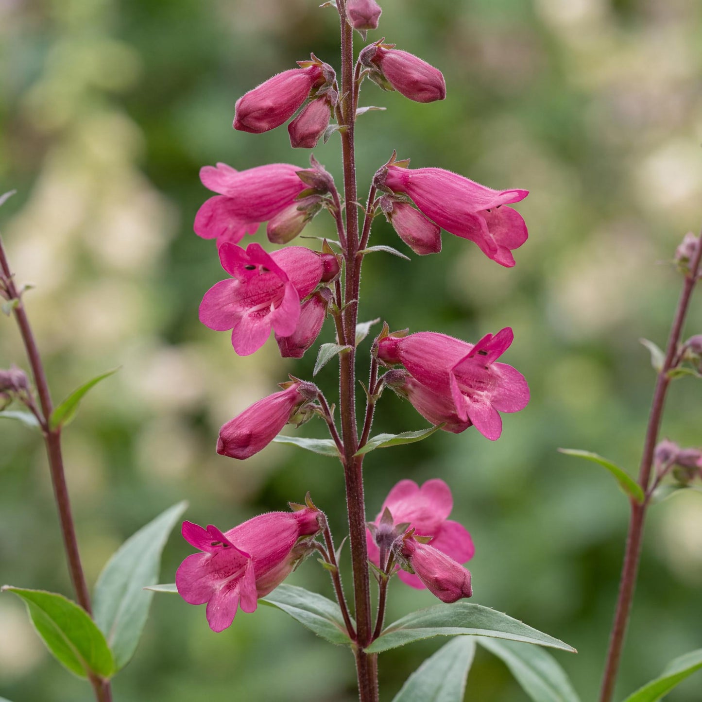 Deep Rose Penstemon