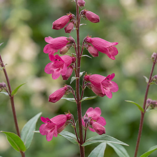 Deep Rose Penstemon