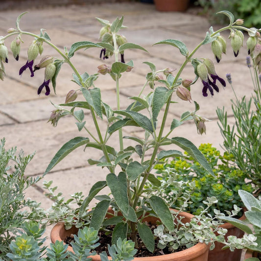 Andean Silver-Leaf Sage
