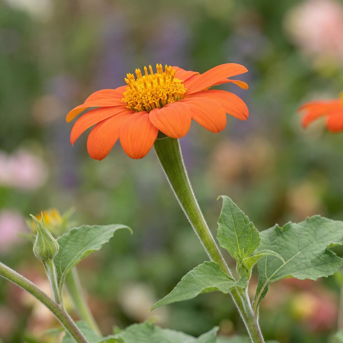 Mexican Sunflower