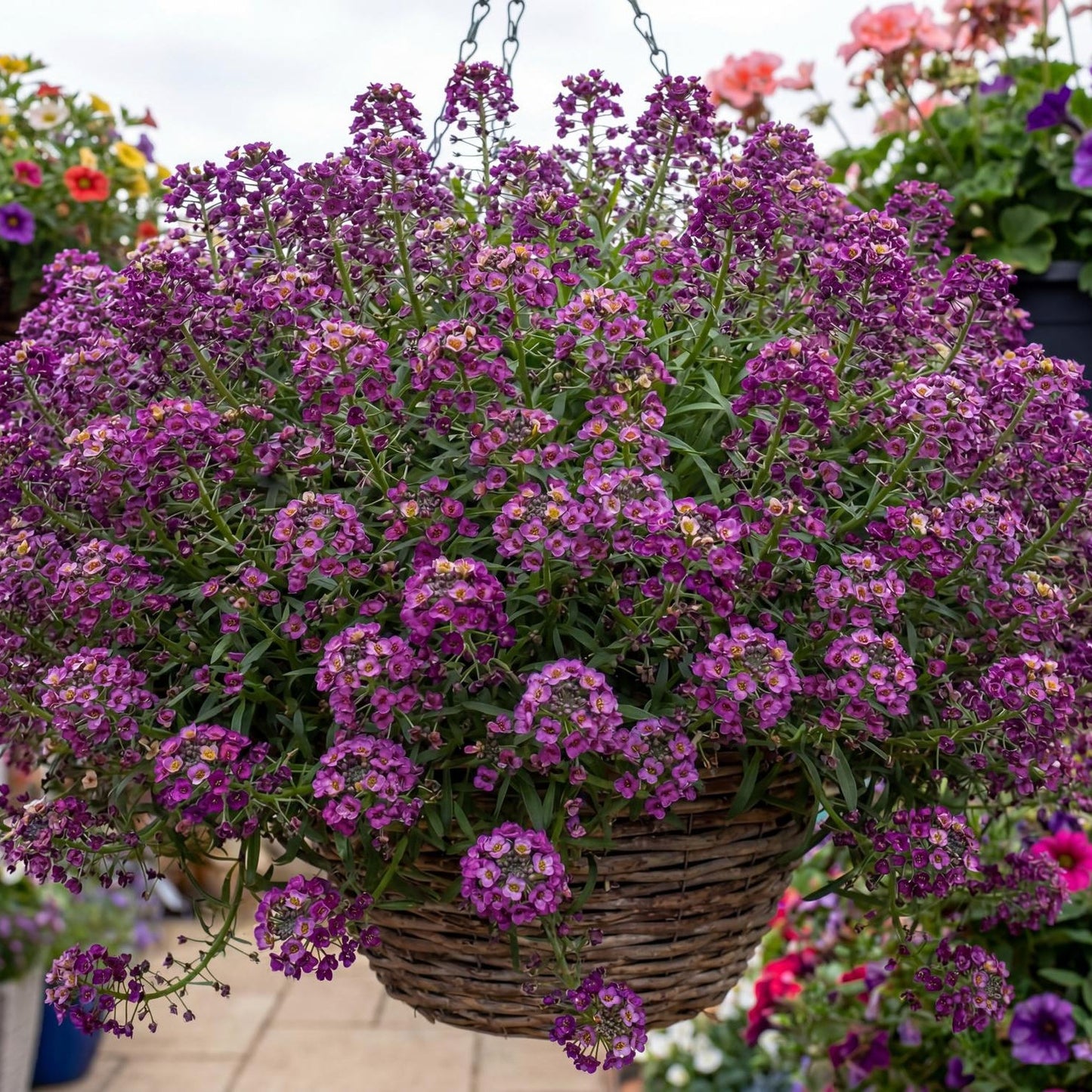 Violet Stream Sweet Alyssum