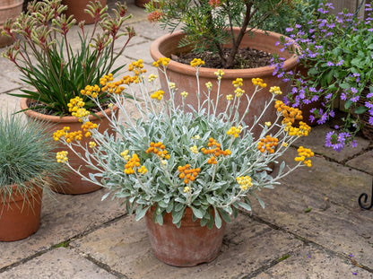 Desert Flame Golden Everlasting