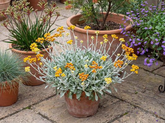Desert Flame Golden Everlasting