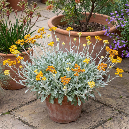Desert Flame Golden Everlasting