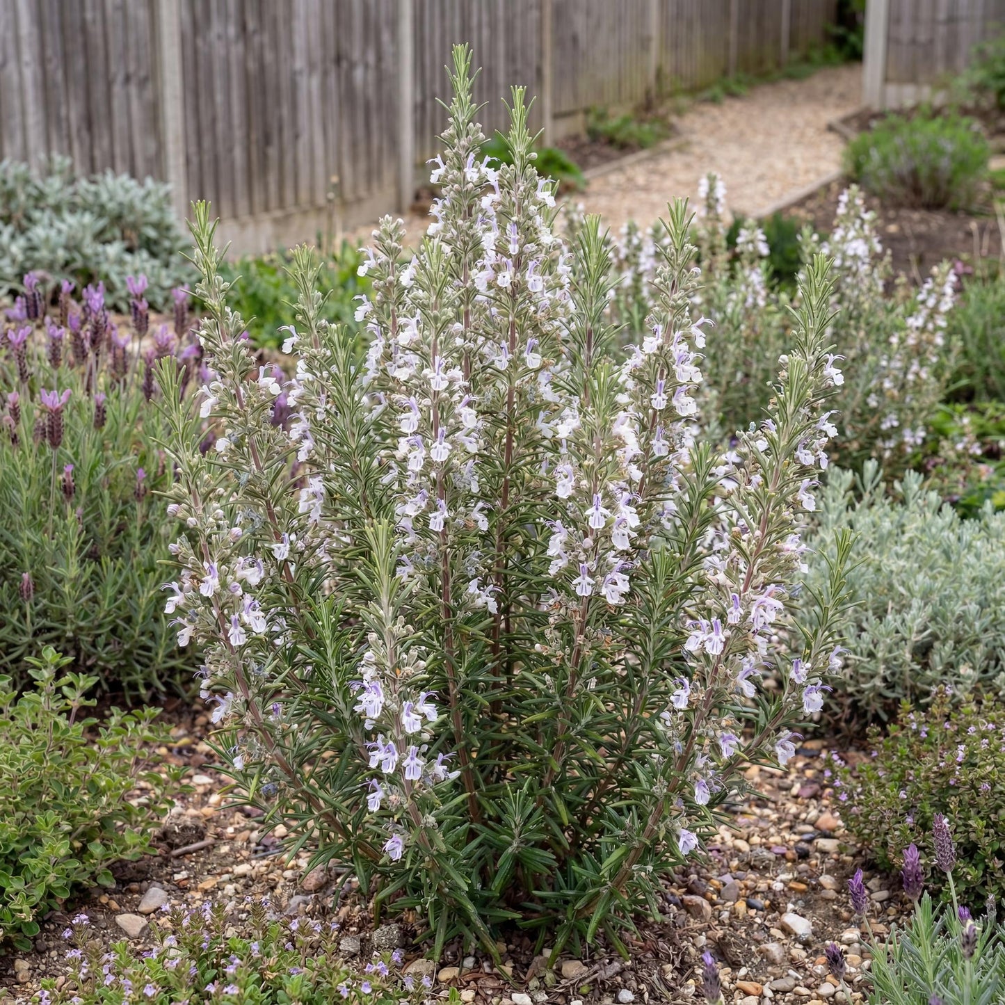 Gorizia Rosemary