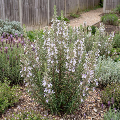 Gorizia Rosemary