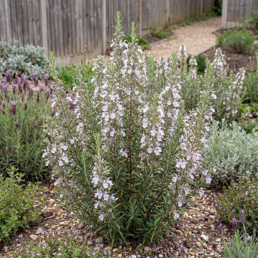 Gorizia Rosemary