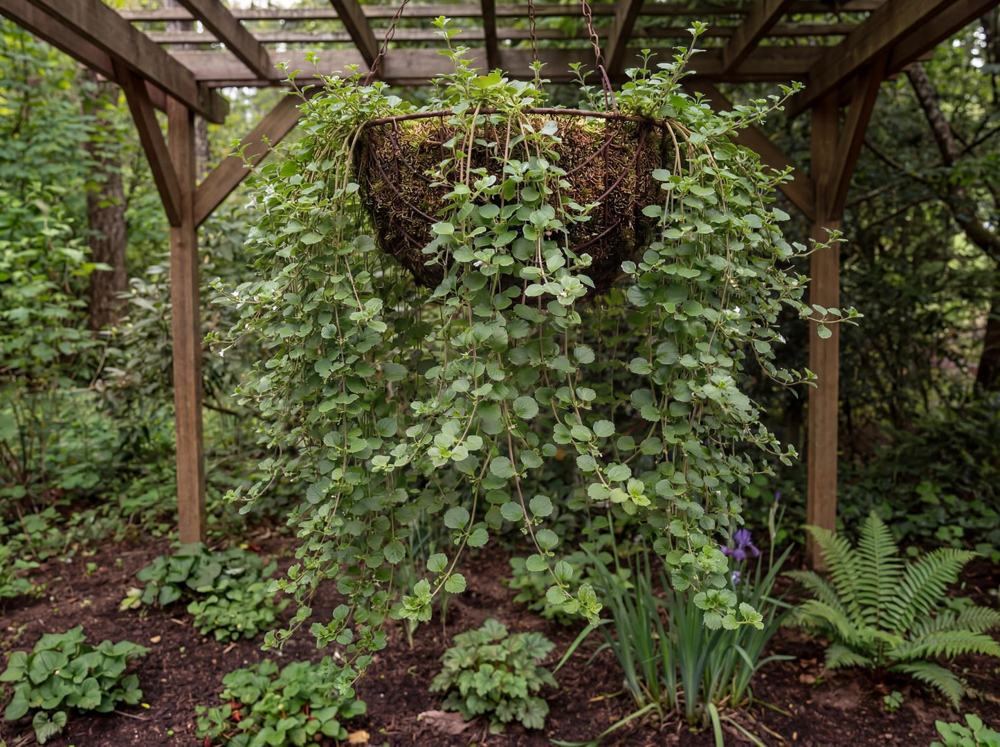 Yerba Buena ("Good Herb")