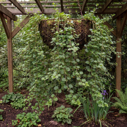 Yerba Buena (Good Herb) in a 4-inch pot, a California native with small scalloped green leaves on trailing stems