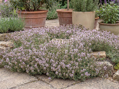 Spicy Orange Thyme