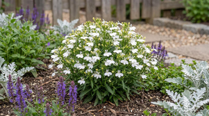 Compact White Magadi Lobelia