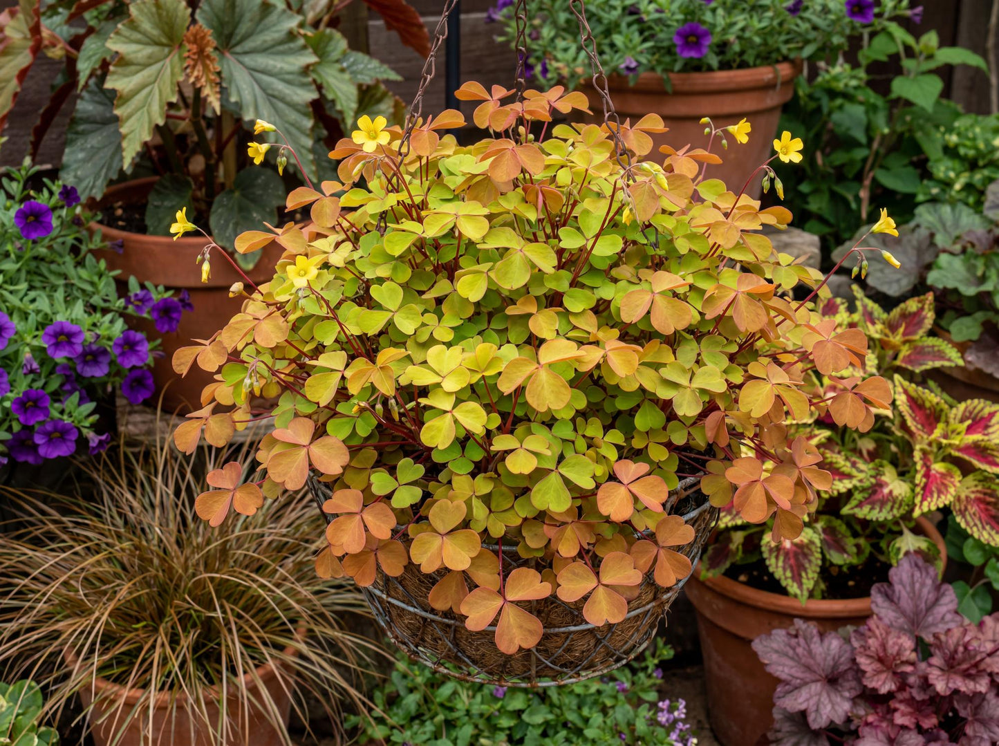 Sunset Velvet Oxalis