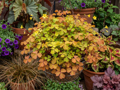 Sunset Velvet Oxalis