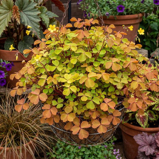 Sunset Velvet Oxalis