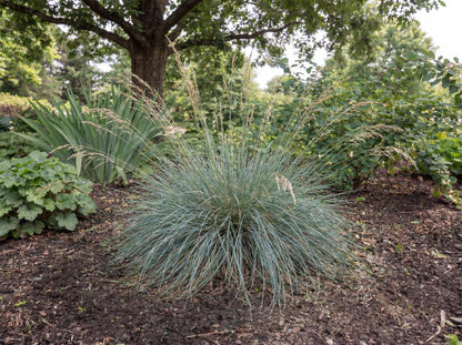 California Fescue
