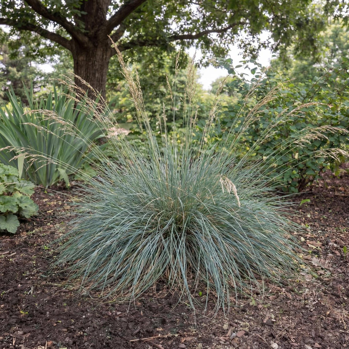 California Fescue