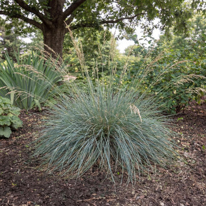 California Fescue